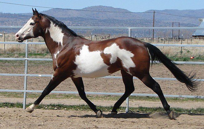 Paint Horse Stud